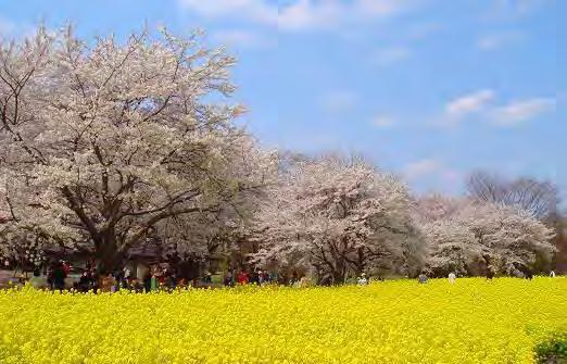 每年三月下旬到四月上旬櫻花祭期間都會舉辦各式各樣的活動, 炒熱賞櫻的歡樂氣氛 前往方法 : JR 山手線 地鐵銀座線 日比谷線 上野