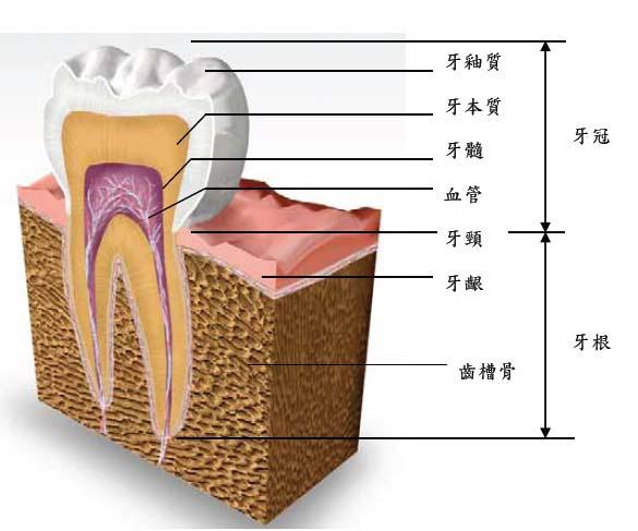 1.4 牙齒和牙周組織的構造介紹 人類的牙齒, 以牙頸線為分界, 大致可以分為兩個部分 牙頸線以上的區域稱為牙冠 (Crown) 主要由牙釉質 (Enamel) 和部分的牙本質 (Dentine) 組成 ; 而在牙頸線以下的部位稱為牙根 (Root), 其深入齒槽骨 (Alveolar Bone) 中, 並被牙周韌帶 (Periodontal Ligament) 包覆如圖 1.