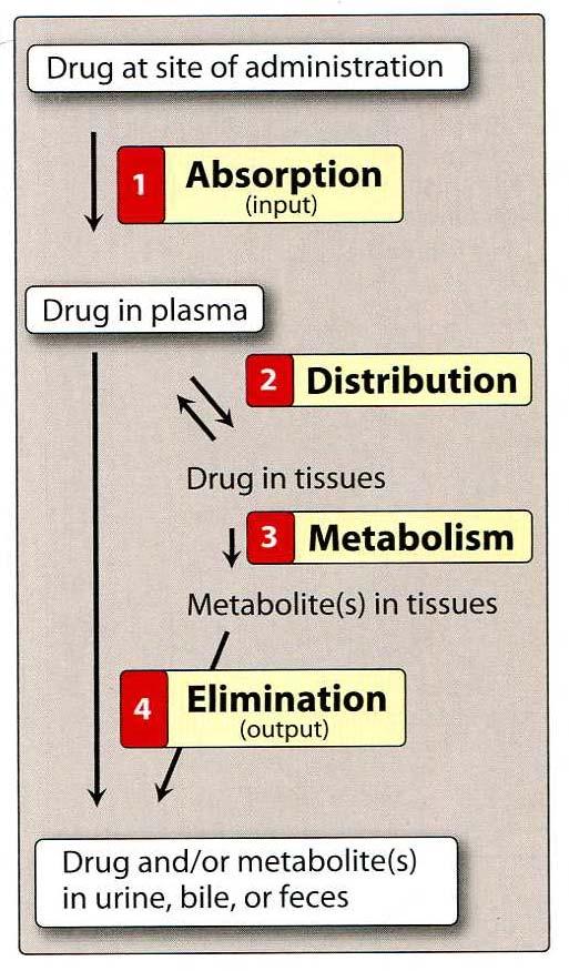 药 ( 物 ) 代 ( 谢 ) 动力学 (ADME) 研究药物在体内的吸收 (Absorption)) 分布 (Distribution)) 生物转化