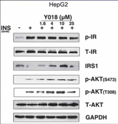 p-ir insulin receptor substrate 1 IRS-1