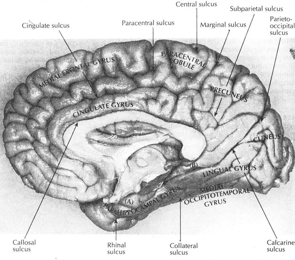 Amygdaloid body (amygdala) Hippocampal formation Hippocampus Parahippocampal gyrus Dentate gyrus Septal area / Basal forebrain