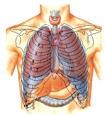 胸膜 pleura 壁胸膜 parietal pleura 肋胸膜 Costal