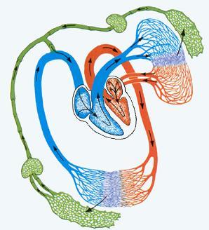 连续封闭的管道系统组成 : 心血管系统心脏 动脉