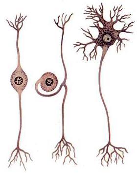 神经元