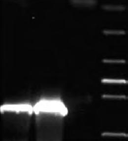 鄄 Fwd Kan 鄄 Rev 扩增转座子 TnYLB-1 中卡那霉素抗性编码基因的部分片段, 大小约 370 bp, 纯化回收后经 DIG 标记为探针 EcoR 玉过夜酶切 15 个突变体基因组, 电泳转膜进行 Southern 杂交 Southern 杂交及探针标记等参照 Roche 公司的 DIG 试剂盒操作程序进行 2 摇结果与分析 2.