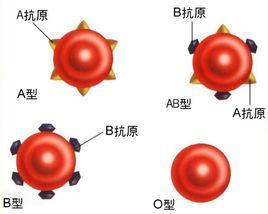 2 7 红细胞膜上具有一类嵌入糖蛋白, 决定 ABO 血型 临床输血意义 :