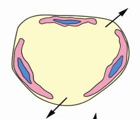 (1) 内皮细胞收缩和 / 或穿胞作用增强 a. 内皮细胞收缩 组胺缓激肽白细胞三烯 P 物质 2. 血管通透性增加 - 机制 内皮细胞受体 内皮细胞收缩在内皮细胞间出现 0.5-1.0 m 的缝隙 * 速发短暂反应 ( 炎症介质的半衰期为 15-30 分钟 ), 主要发生在细静脉, 细动脉 毛细血管不受累 b.