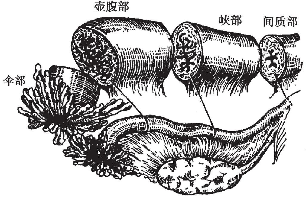 第一章 女性生殖系统解剖与生理 3 主韧带 又称宫颈横韧带 是固定子宫颈位置 防止子宫脱垂的主要结构 其位于 阔韧带的下部 横行于子宫颈两侧和骨盆侧壁之间 为一对坚韧的平滑肌和结缔组织纤维束 4 宫骶韧带 自子宫颈峡部水平的子宫颈后侧方 向两侧绕过直肠到达第 2 3 骶椎前 面的筋膜 向后上牵引子宫颈 维持子宫前倾位置 韧带内含平滑肌 结缔组织和支配膀胱的 神经 广泛性子宫切除时