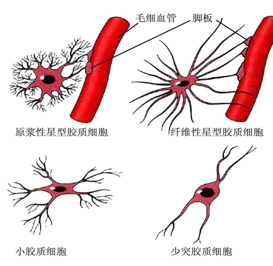 神经胶质细胞 简称胶质细胞 (glial cell),