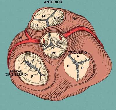三尖瓣 aortic valve 主动脉瓣