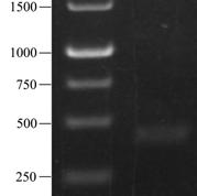 optimized sequence of hlyz 根据乳酸克鲁维酵母密码子的偏爱性, 改变了天然 hlyz 基因序列的 74 个位点, 约占 hlyz 基因碱基总数的 18.6%,G+C 含量由 46.0% 下降至 39.