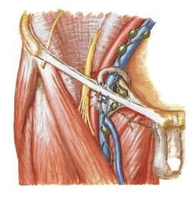 ( 三 ) 腹股沟淋巴结 inguinal lymph nodes