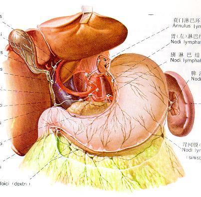 腰淋巴结 腰干 成对腹腔脏器官的淋巴