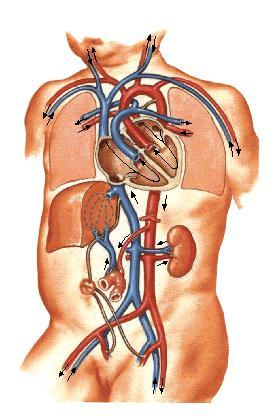 体循环的静脉 Veins of systemic circulation 上腔静脉系 Superior vena cava and its