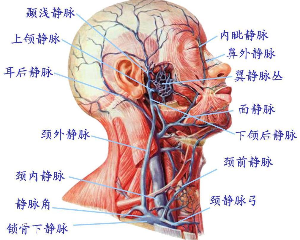 一 头颈部的静脉 顳浅 v. 上颌 v.