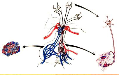 卫兰讲稿血液供应 第一级 Cap 网 视上核 室旁核 第三脑室 弓状核 下丘脑腺垂体系 N 内分泌 C 垂体上 A 突起内分泌颗 垂体门微