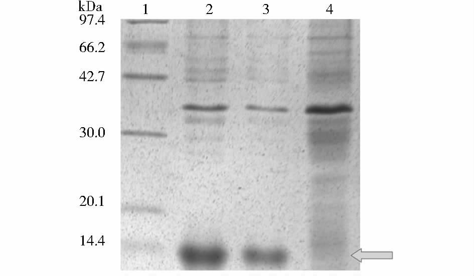 7 Efectofdiferentinducers(lactose oriptg )onmonelinexpresion 1:Inducedbylactose;2:InducedbyIPTG; 3:Control;4:Proteinmarker 2.4 表达产物的分布将经过处理的上清和沉淀分别电泳, 结果如图 8 所示 图 8 表达产物的分布 Fig.
