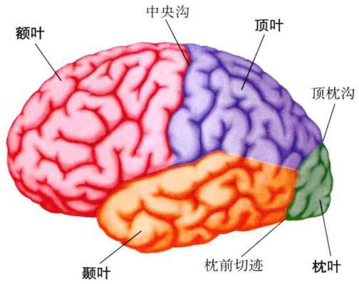 大脑解剖学分区 脑叶分为 : 额叶 (Frontal Lobe) 顶叶 (Parietal Lobe) 颞叶