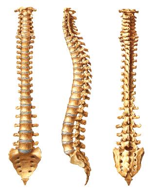 躯干骨的连结 Vertebral column 脊柱 组成 : 锥骨 24, 骶骨 1, 尾骨 1, 软骨, 韧带和关节连接长度 :