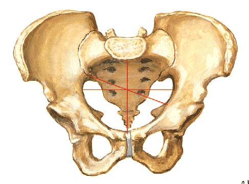 下肢带骨连结 Pelvis 骨盆 有左右髋骨和骶 尾骨以及之间的骨连接构成 骨盆界线 terminal line: 由骶骨岬 弓状线 耻骨梳