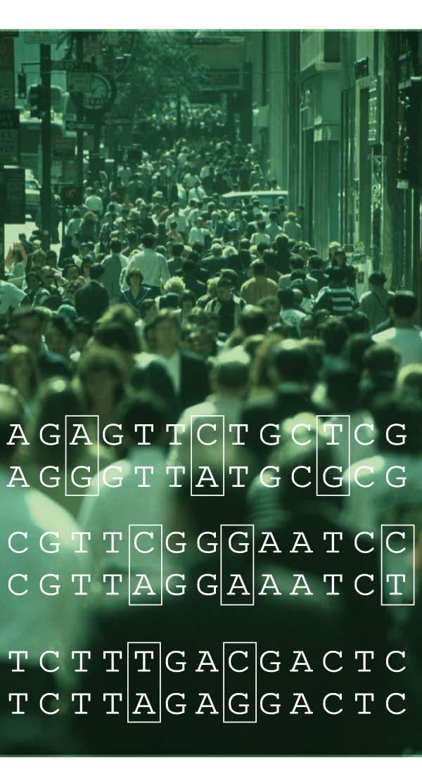 食物吸收和代谢 药效的不同是由于个体间的基因差异造成的 而这种基因差异的实质, 就是单核苷酸多态性 (SNP), 即个体基因组 DNA 序列上任一位置的单个碱基差异 ( 点突变 )
