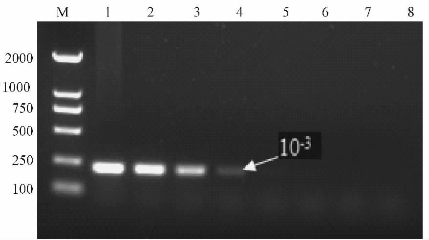 12 022 7 Negative control. Fig. 7 PCR specific detection of ETEC M Mark 1 1. 0 2 ~ 8 1. 0 10-1 ~ 1. 0 10-7 8 PCR Note M Marker 1 1.
