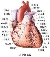 课堂巩固 强心苷临床应用于 ( ) A. 心脏骤停 B.