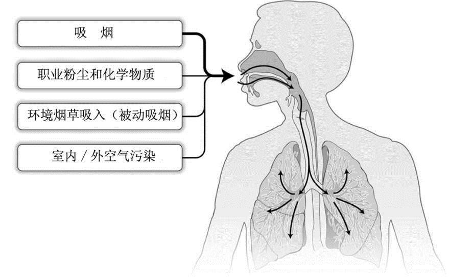 哮喘以及慢性阻塞性肺疾病医学背景 COPD: 多因素驱动, 慢性炎症和气流阻塞为特征 慢性阻塞性肺疾病 (COPD): 一种具有气流阻塞特征的慢性支气管炎和 ( 或 ) 肺气肿,
