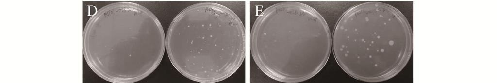 Left panel: plasmids extracted from the Trans5α strain, LB medium, and induction with 1.0% xylose. Right panel: plasmids extracted from the GM272 strain, YN medium, and induction with 1.5% xylose.