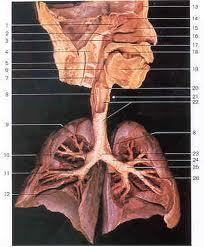 lung(reform)5y-dh 11