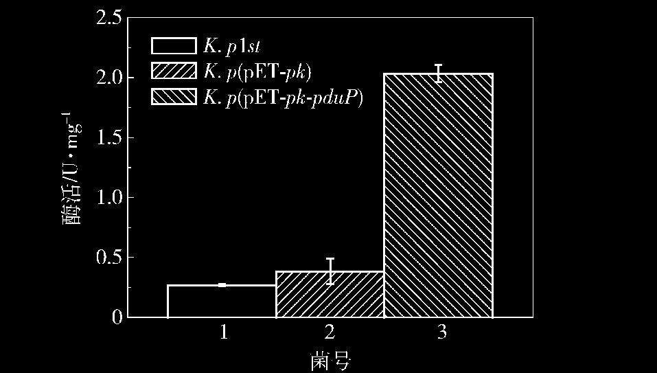 p(pet 鄄 pk) 的生长曲线如图 4 所示 重组菌 K. p( pet 鄄 pk 鄄 pdup) 的生物量与原代菌 (K. p1st) 基本持平, 但相比于带有空质粒载体的对 图 4 摇重组菌的生长曲线 Fig.