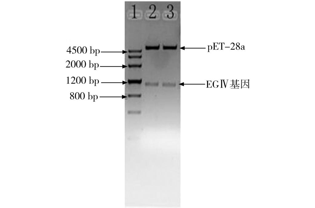 v dzy01 总 RNA 的电泳图谱 2E ph m f RNAf mt.v dzy. 1L 重组菌发酵液的酶活力为 49 U,蛋白 含 量 为 047,表达强度为 49U/L 发酵液, CMC 比 酶活为1. 05U/m,比野生型绿色木霉 T.