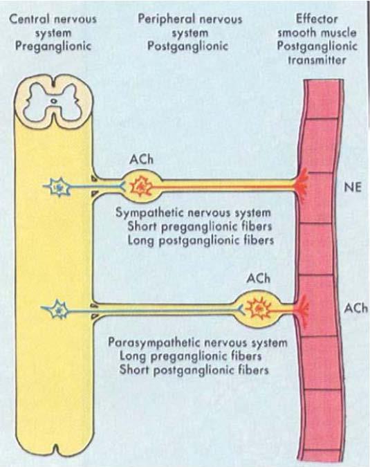 交感 副交感神经结构特征 1) 由节前神经元 节后神经元组成 ; 节前神经元 : 胞体位于中枢, 轴突为节前纤维 ; 节后神经元 :