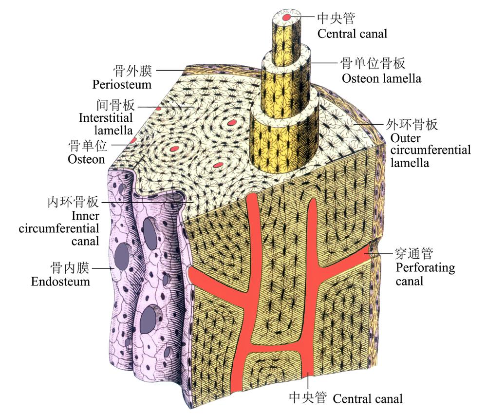 (1) 环骨板 circumferential lamella 外环骨板环绕骨干外表面 内环骨板环绕骨干内表面