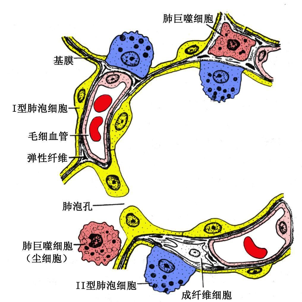 4. 肺泡 (dssddxzzapulmonary alveoli) 是构成肺的主要结构, 呈囊泡状, 开口于呼吸细支气管 肺泡管或肺泡囊, 是肺进行气体交换的场所 成人每侧肺约有 3 亿 ~4 亿个肺泡, 总面积可达 70~80m 2 肺泡隔很薄, 由单层肺泡上皮和基膜构成 ( 图 7-3) (1) 肺泡上皮 : 包括 Ⅰ 型和 Ⅱ 型两种上皮细胞 1)Ⅰ 型肺泡细胞 (type