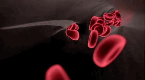 没有细胞核及细胞器 含血红素以输送氧气