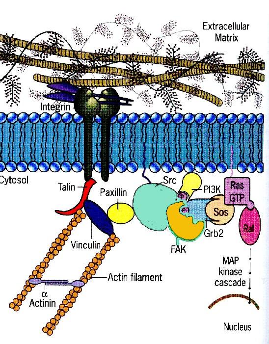 粘着斑激酶 (Focal adheren kinase, FAK) FAK 在粘着斑的组装中 发挥中心作用