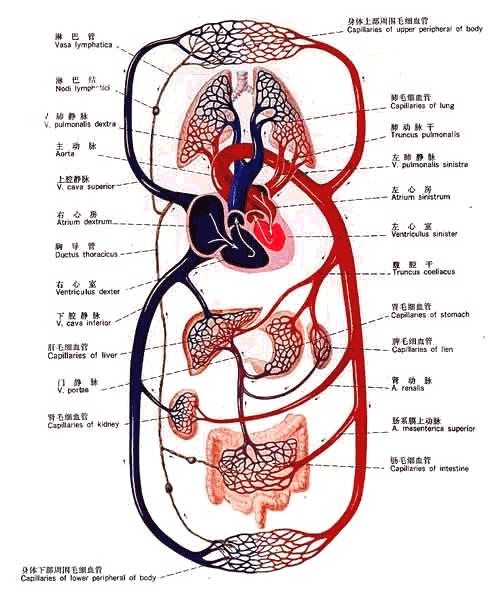 心血管系统是一个完整的循环管道,