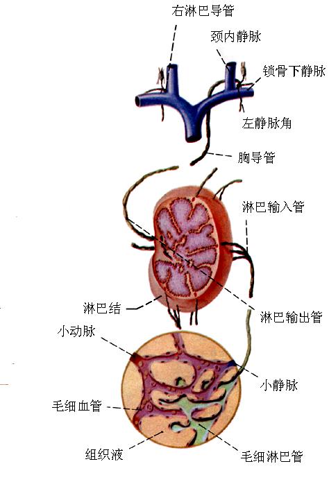 吸收组织液形成淋巴液, 淋巴液在淋巴管内向心流动,