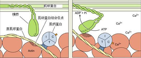 进而使原肌球蛋白位置改变, 肌动蛋白的位点暴露 肌球蛋白头部与肌动蛋白结合,ATP 酶被激活,