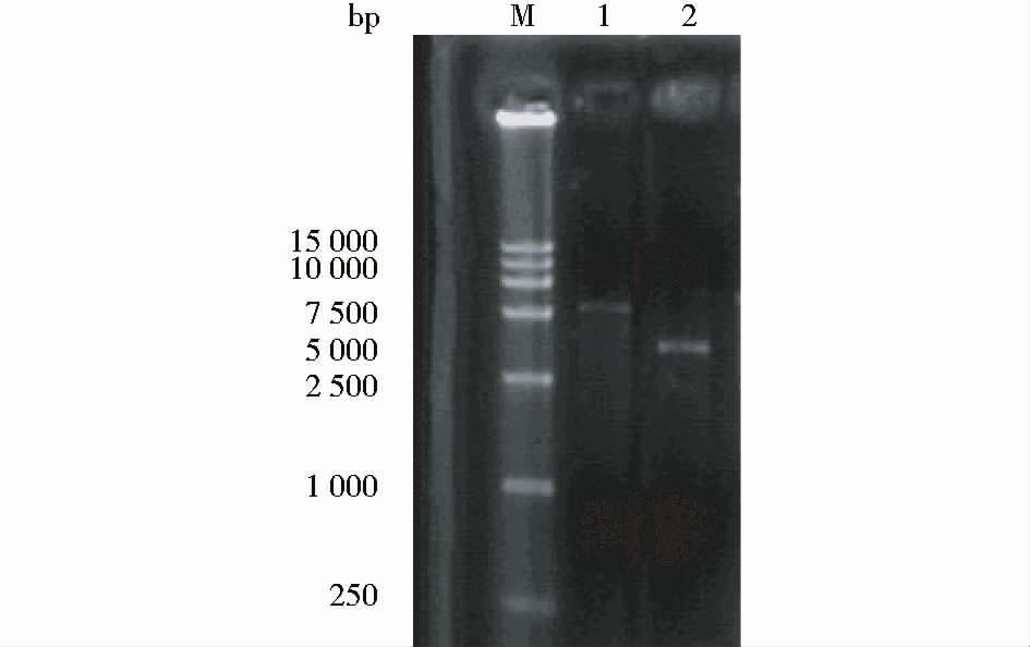 2kb, 图 1) 及载体 ppiczαa 分别经 EcoRI/XbaI 双酶切处理后相连, 构建分泌型表达载体 ppiczαa aga( 图 2) 图 3 重组质粒 ppiczαa aga 的 PCR 及酶切鉴定 Fig.