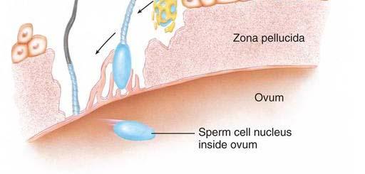 卵子的皮层有很多由膜包围的小而圆的细胞器称为皮质颗粒或小泡,