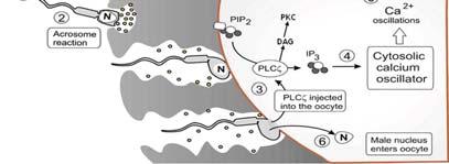 受精后产生钙震荡的分子机理 钙离子在受精中的作用 1: