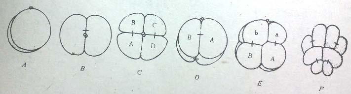 ( 三 ) 两侧对称型卵裂 第一次卵裂面通过对称线, 成为胚胎的中线面, 由此确定了成体的左右侧