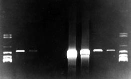 5X Taq) DNA Length (Avg/Max) : 20kb/30kb DNA T/A Cloning Premix Hot start 3 EmeraldAmp GT EmeraldAmp Max EmeraldAmp Max HS
