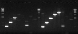 Each PCR product (approx. 500 bp each) was cloned into a suitable plasmid.