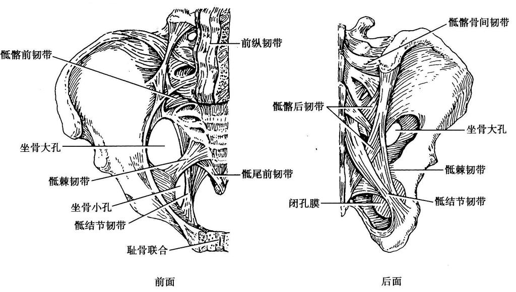 第二章女性生殖系统解剖及生理第一节女性生殖系统解剖 一 骨盆骨盆是胎儿娩出时必经的通道, 其大小 形状对分娩有直接影响 ( 一 ) 骨盆的组成与分界