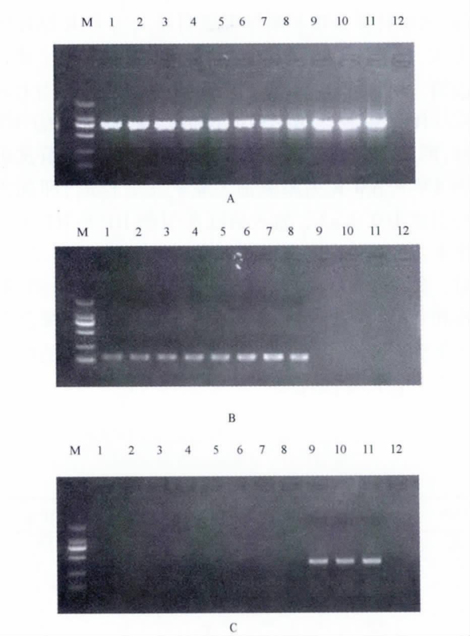 3. 3 PCR trnl-trnf 1 000 bp PCR 136 bp PCR 323 bp 2 PCR 1% 5% 250 100 bp 1 ~ 7. 1% 10% 8. M. DNA 2 000 1 000 750 500 5% 10% 20% 40% 60% 80% 20% 40% 60% 80% Fig.