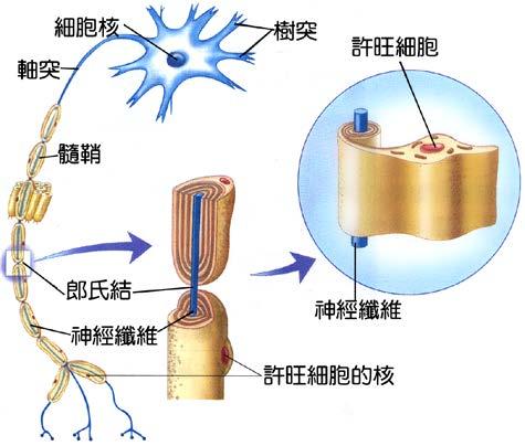 3-5 感應與協調 ( 一 ) 神經元 A 神經元構造 : (1) 神經元為一個神經細胞, 是神經系統構造 和功能的基本單位 (2) 構造 : 甲 由細胞本體和細胞突起兩部分組成 乙 細胞本體 : (a) 含細胞核及大部分的細胞質, 細胞 質中含有核糖體 內質網 及粒線體等重要構造, 可進行新陳代謝, 以維持神經元的生長 (b) 負責維持神經元的生長和代謝 丙