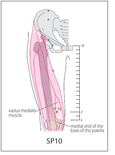 2. 血海 屈膝, 在大腿內側, 髕底內側端上 2 寸, 當股四頭肌內側頭的隆起處